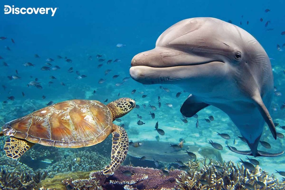Dolphin & Turtle - Discovery