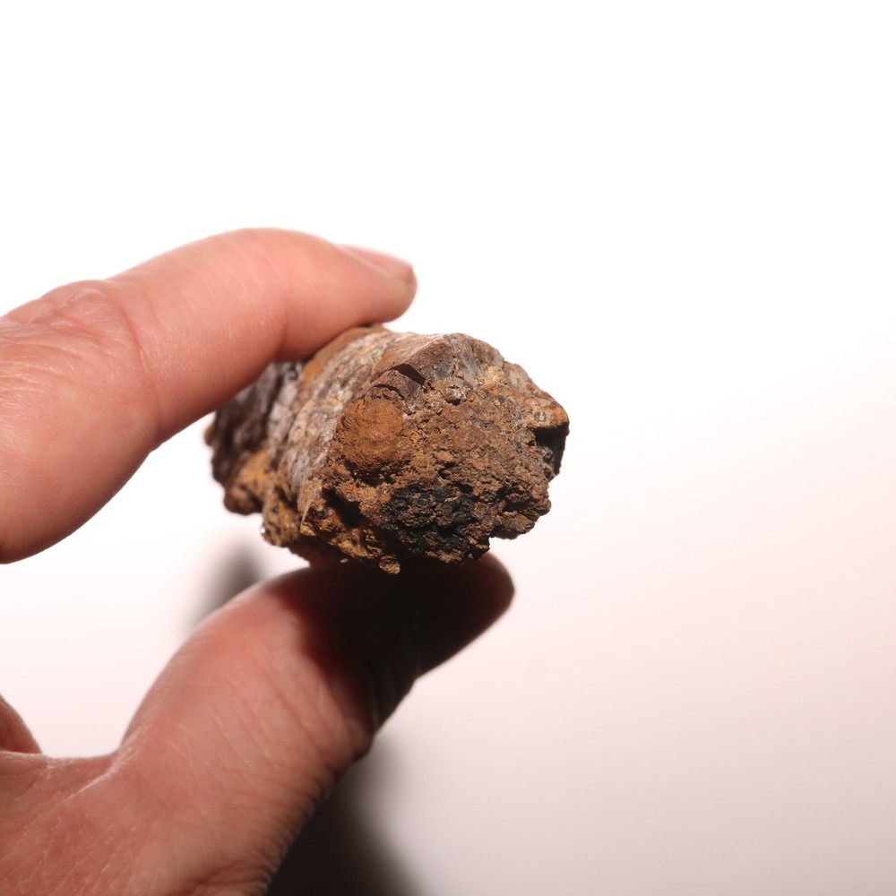 Dinosaur Vertebrae Process - Large - Beautiful - Hell Creek Formation Cretaceous