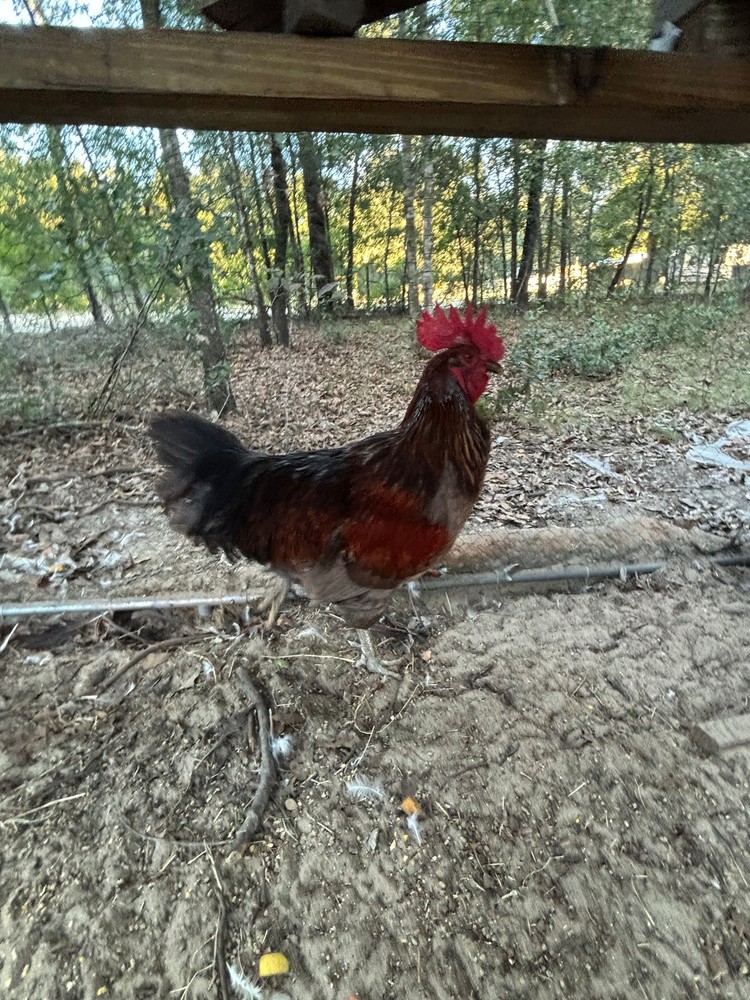 Ameraucana Black Copper Easter Egger Hatching Eggs | Blue Green Olive | Fertile