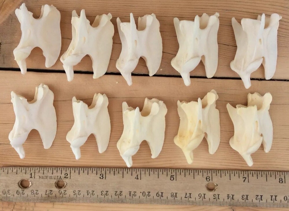 10 Coyote Axis Bones Canis Iatrans
