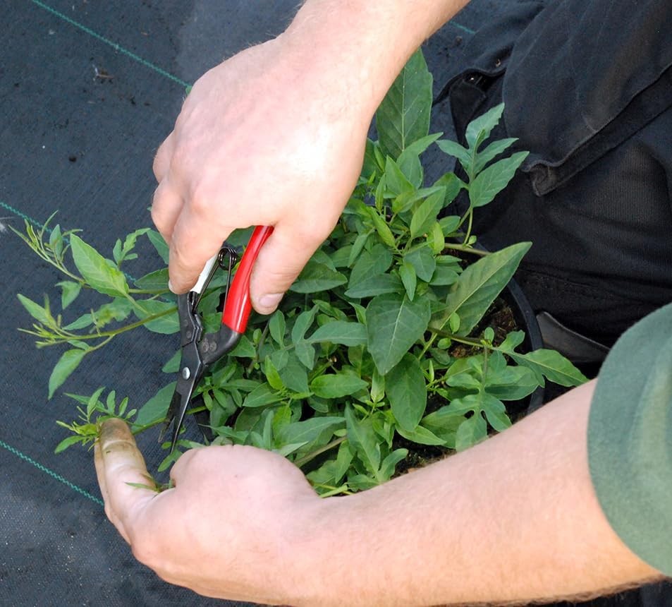 Okatsune Onion Shears NO.306