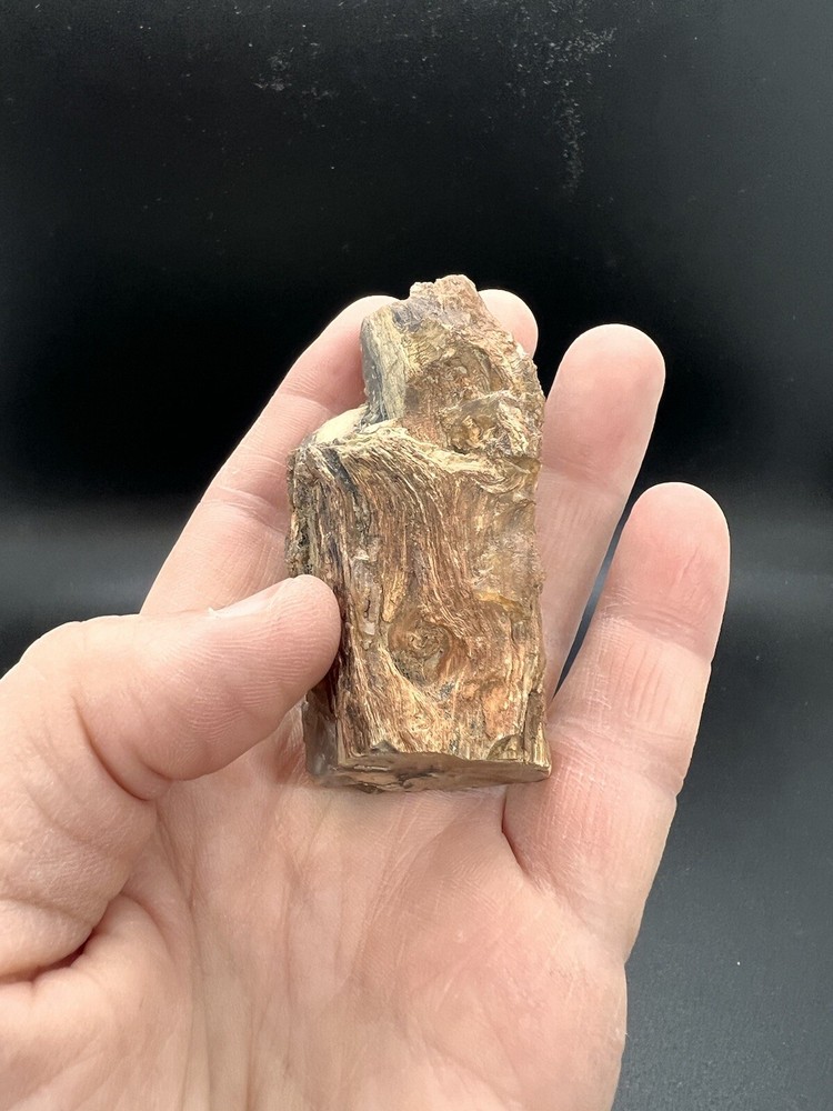 Petrified wood tree limb location unknown