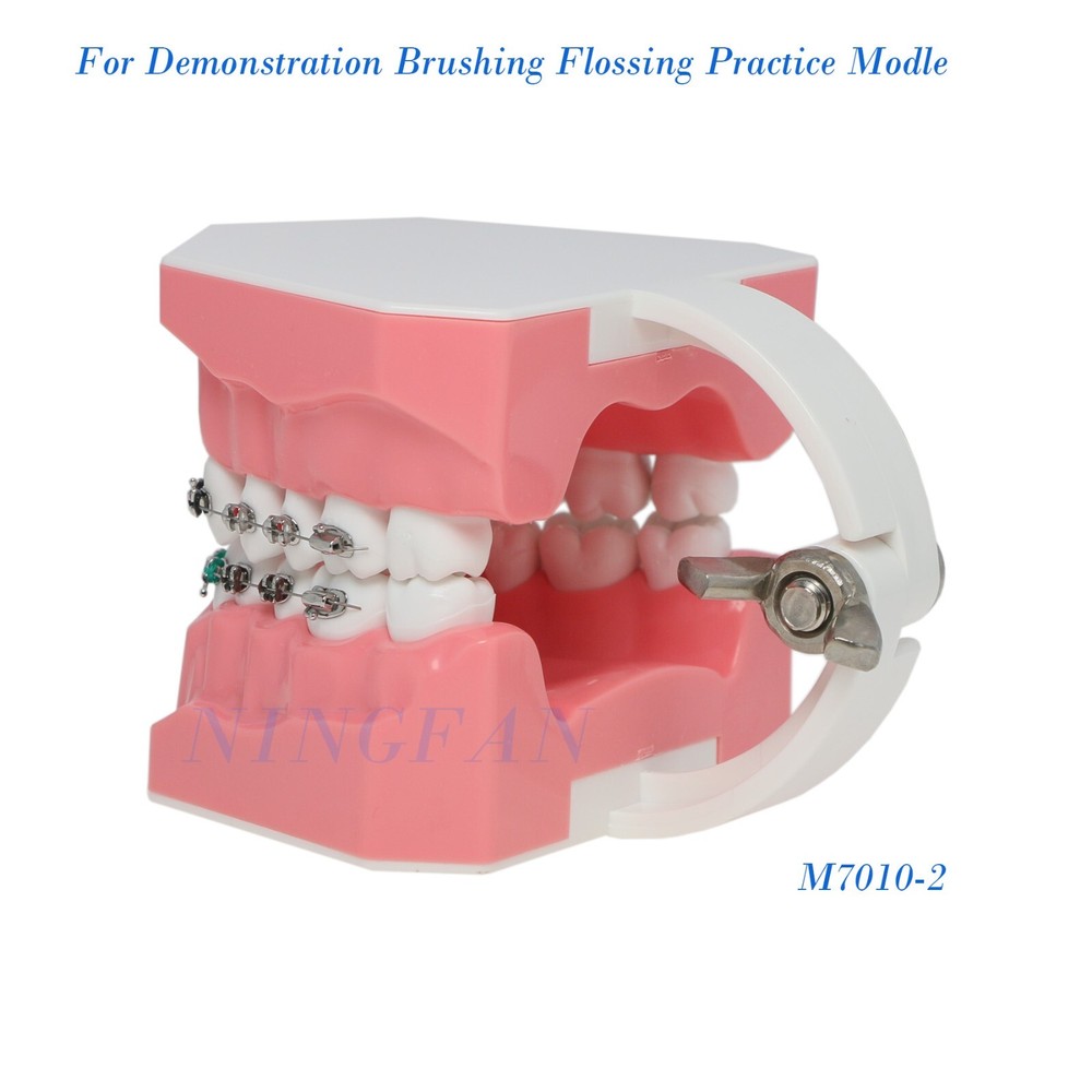 US Dental Typodont Demo Teeth Model1:1 Brushing Flossing Teaching Practice Study