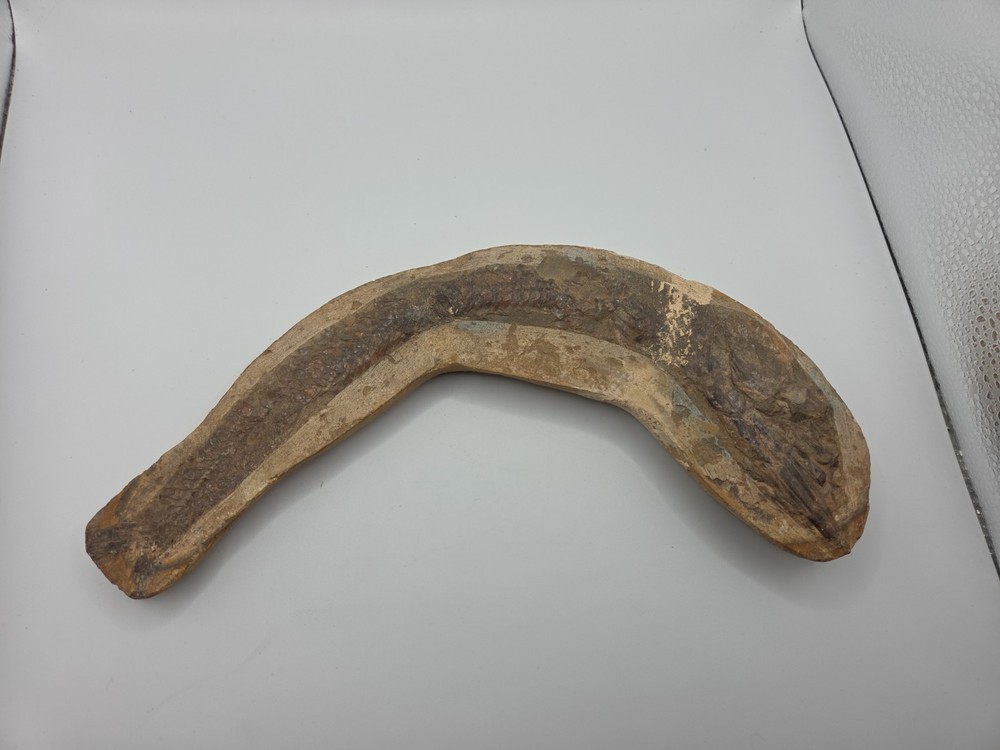 Fossils NICE BRAZILIAN FISH - DETAILED – VINCTIFER