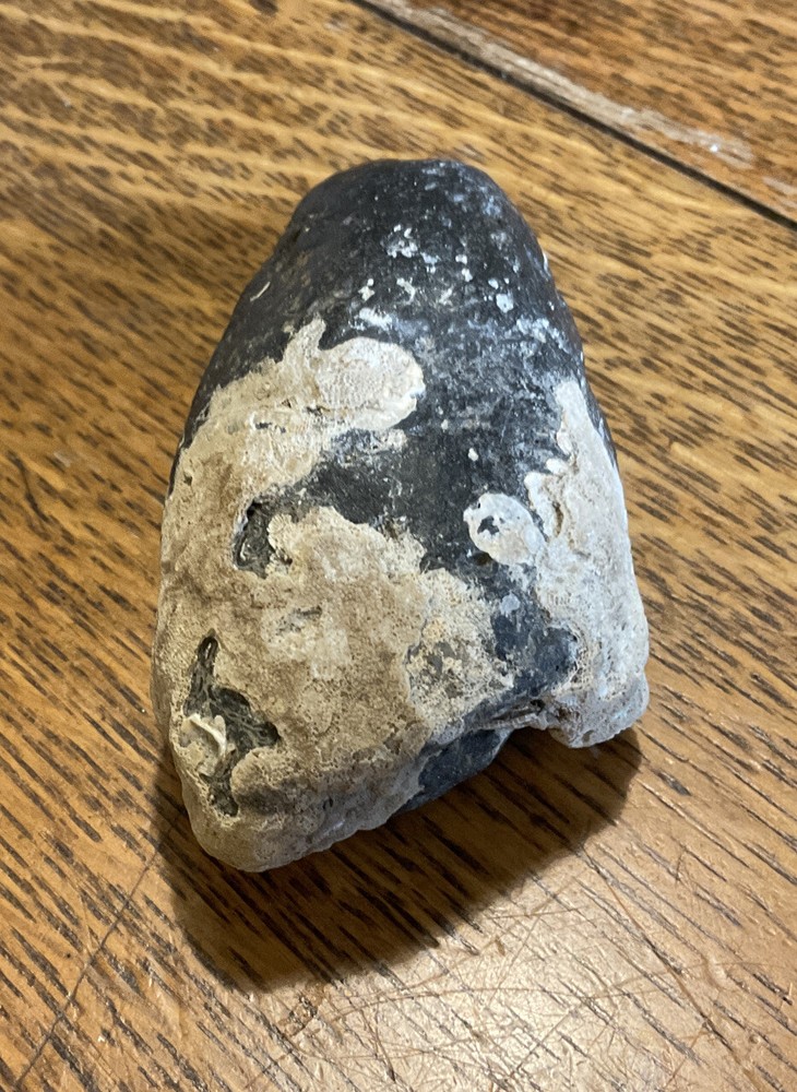 Giant Prehistoric Tooth 3.25"