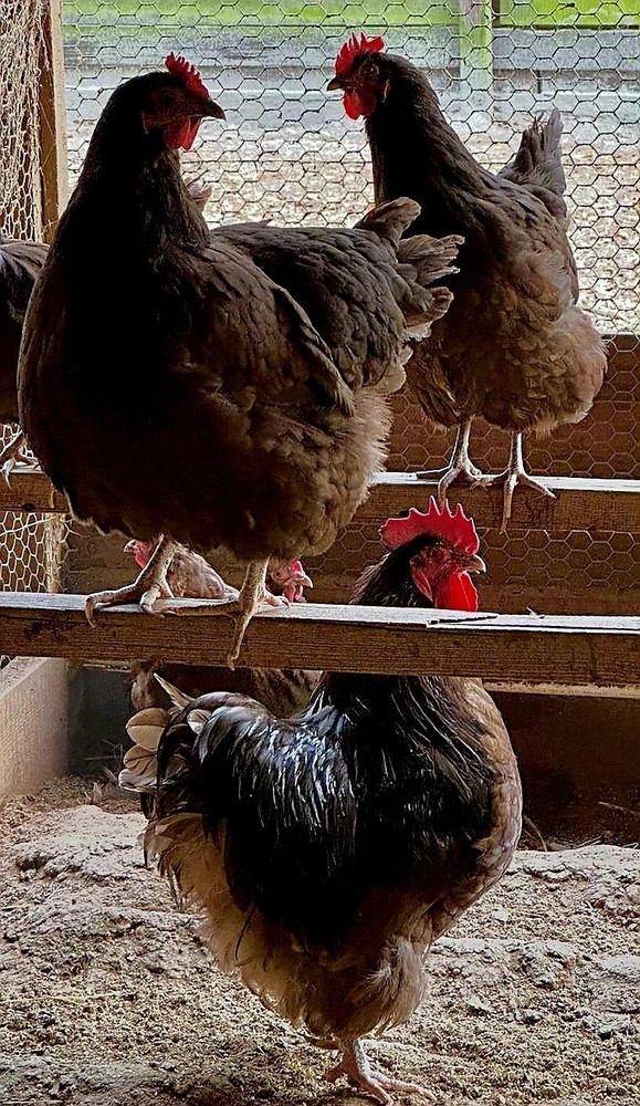 Chocolate Orphington Hatching Eggs