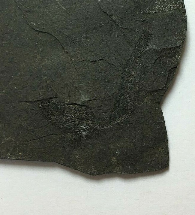 FOSSIL FISH CLUPEA