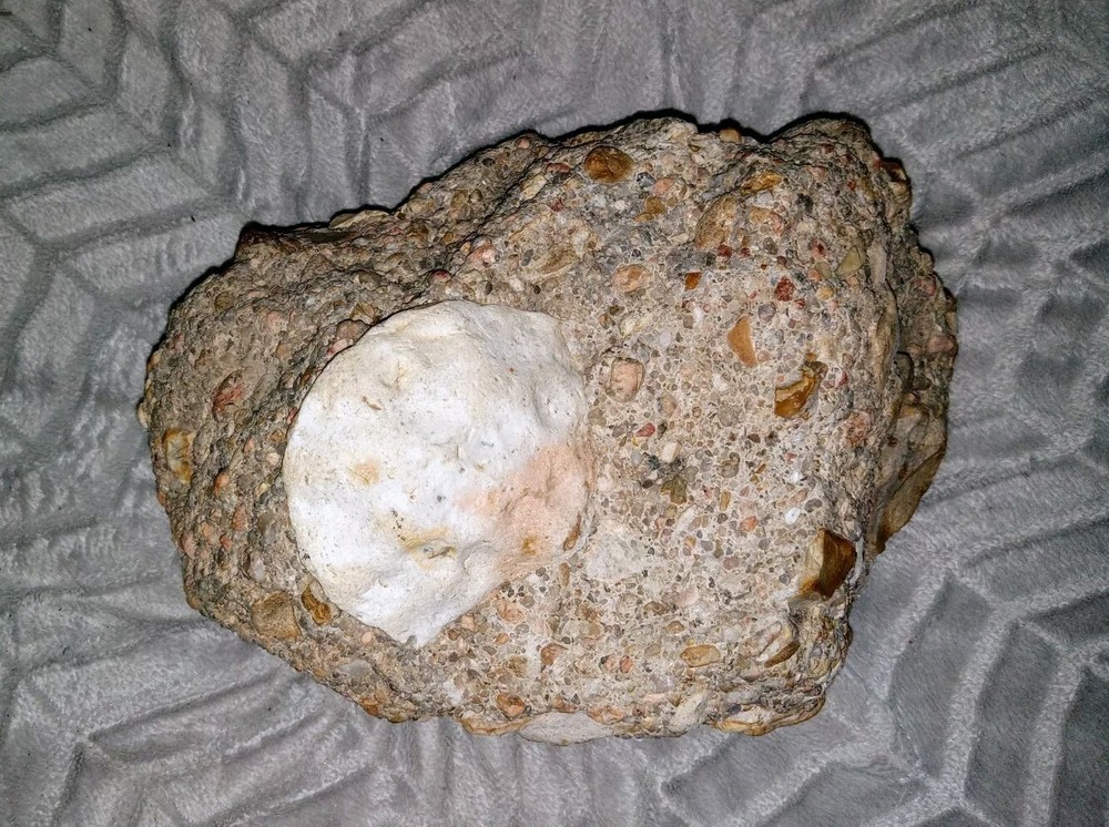 Clam? Fossil On Matrix