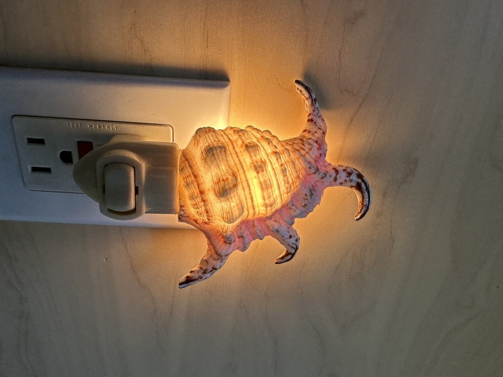 Vtg Seashell Night Light Plug in Beautiful Natural Shell Approx 5”