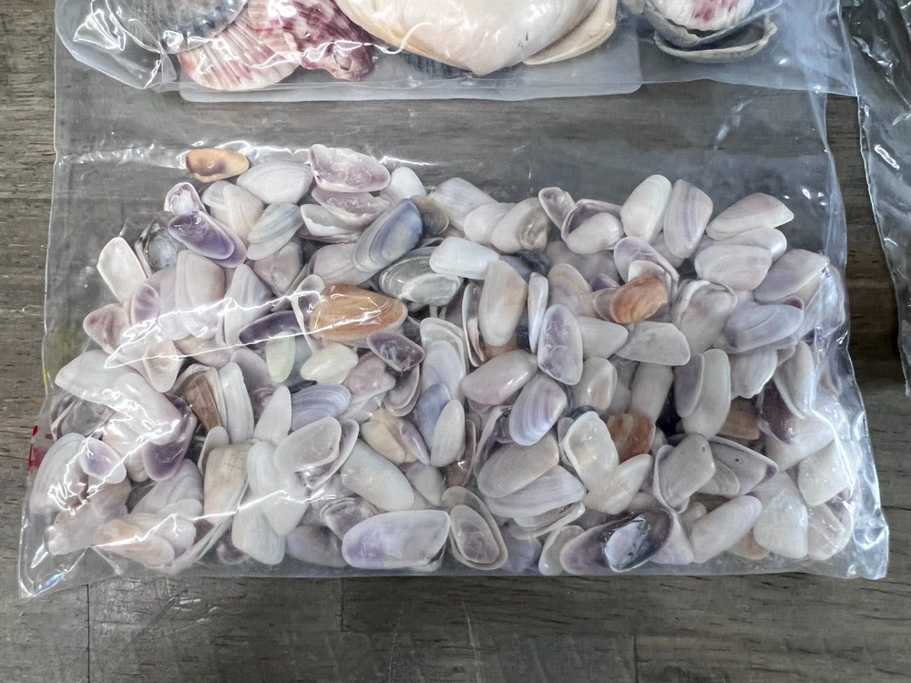Ocean Beach Seashells Lot Collection Sea Shells Boho Decor Crafts