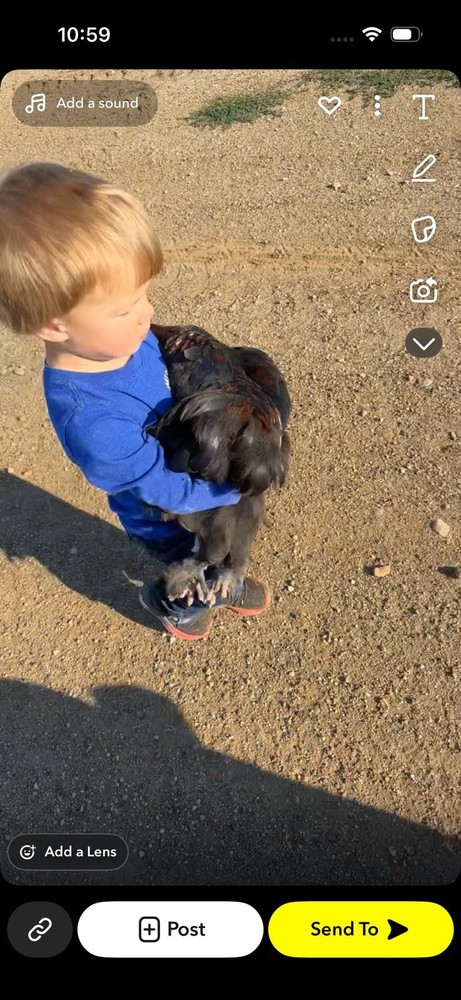 15 Rainbow Hatching Eggs from FREE RANGE CHICKENS