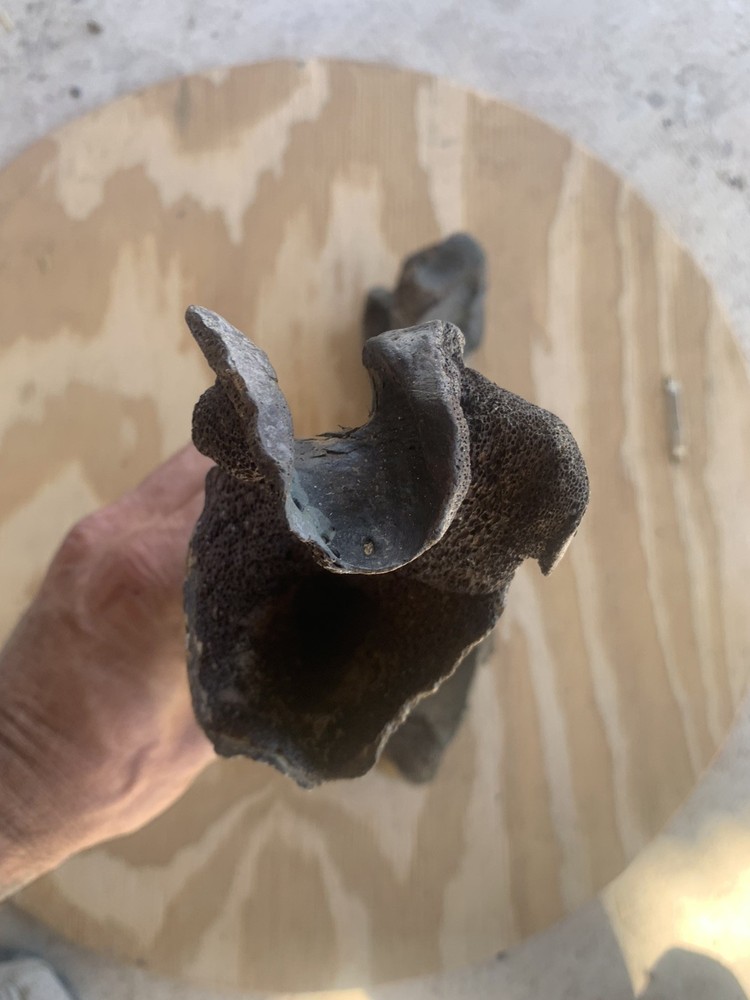 Fossilized Bison Bones