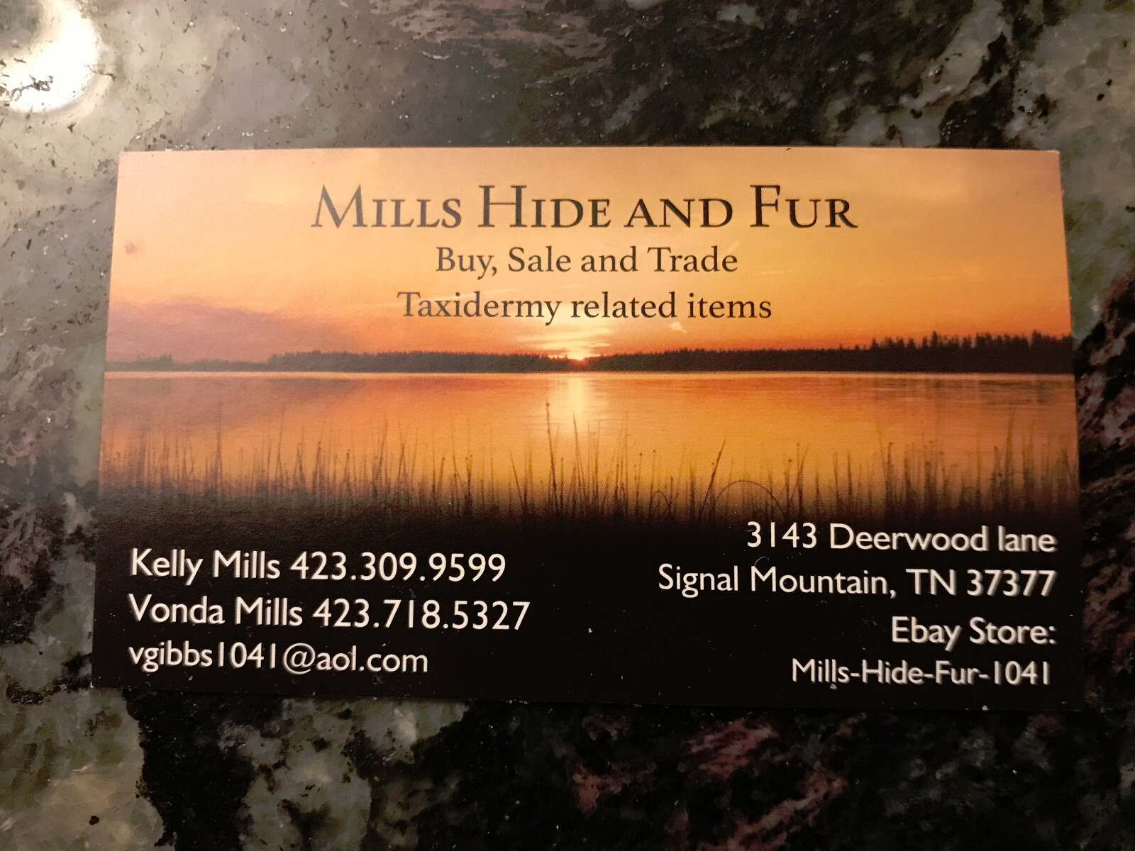 Taxidermy, {0ne} Beautiful RINGNECK PHEASANT Tail- Cabin/Hunting Lodge Fly-tying