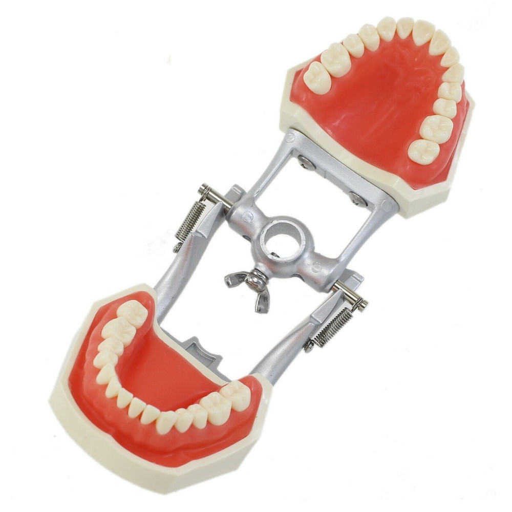 Dental Typodont Teeth Model With Removable Teeth Anatomical Screw Mounted Teeth
