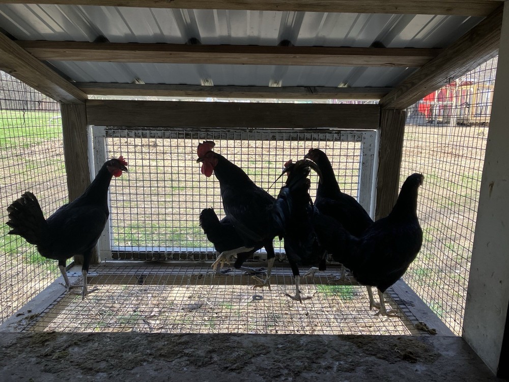 12 Black Peruvians Hatching Eggs