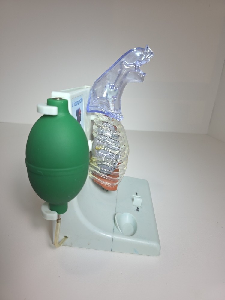 Vintage Pfizer Lung Display Model - Interactive Pump-expanding Lungs Works