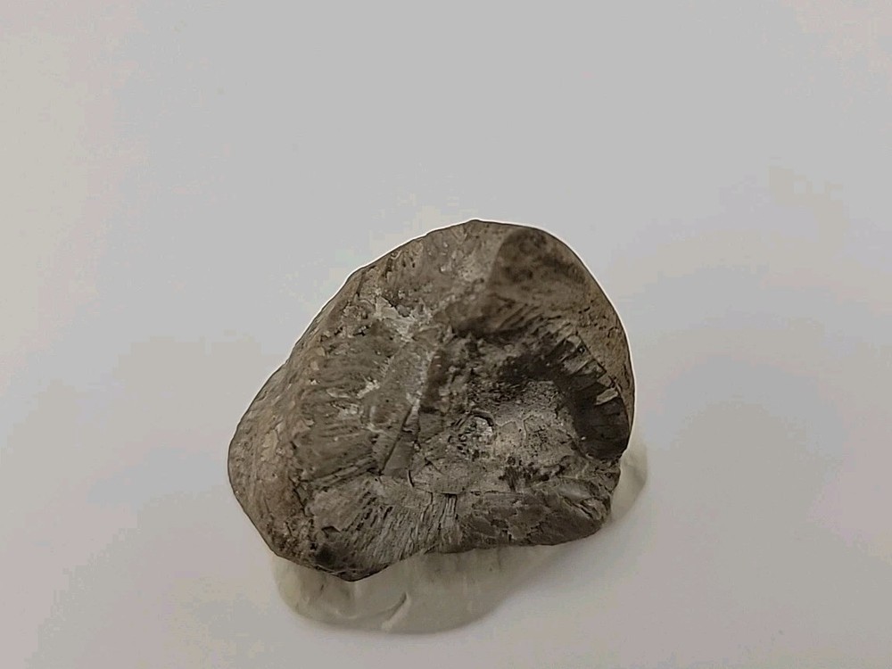Egg Fossil Permineralized