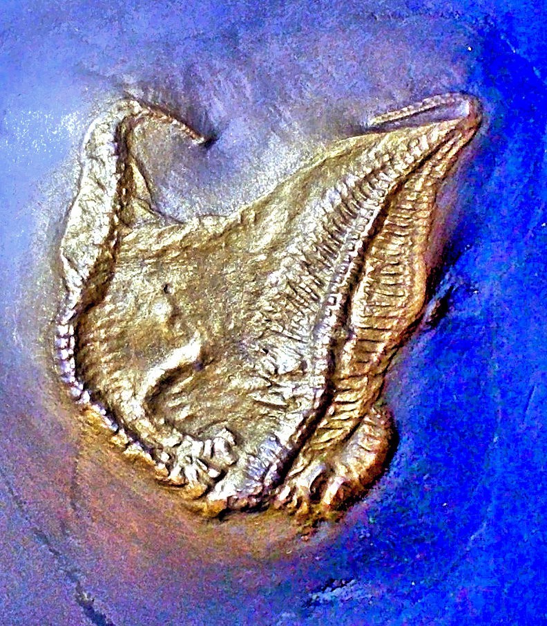 Rare 4.5cm starfish Loriolaster miriabilis; Lower Devonian, Bundenbach, Germany