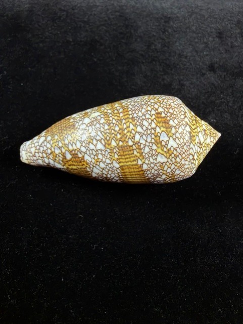 Conus Textile Shell 91.7mm Large Cone shell Bohol, Calituban Island W/Data