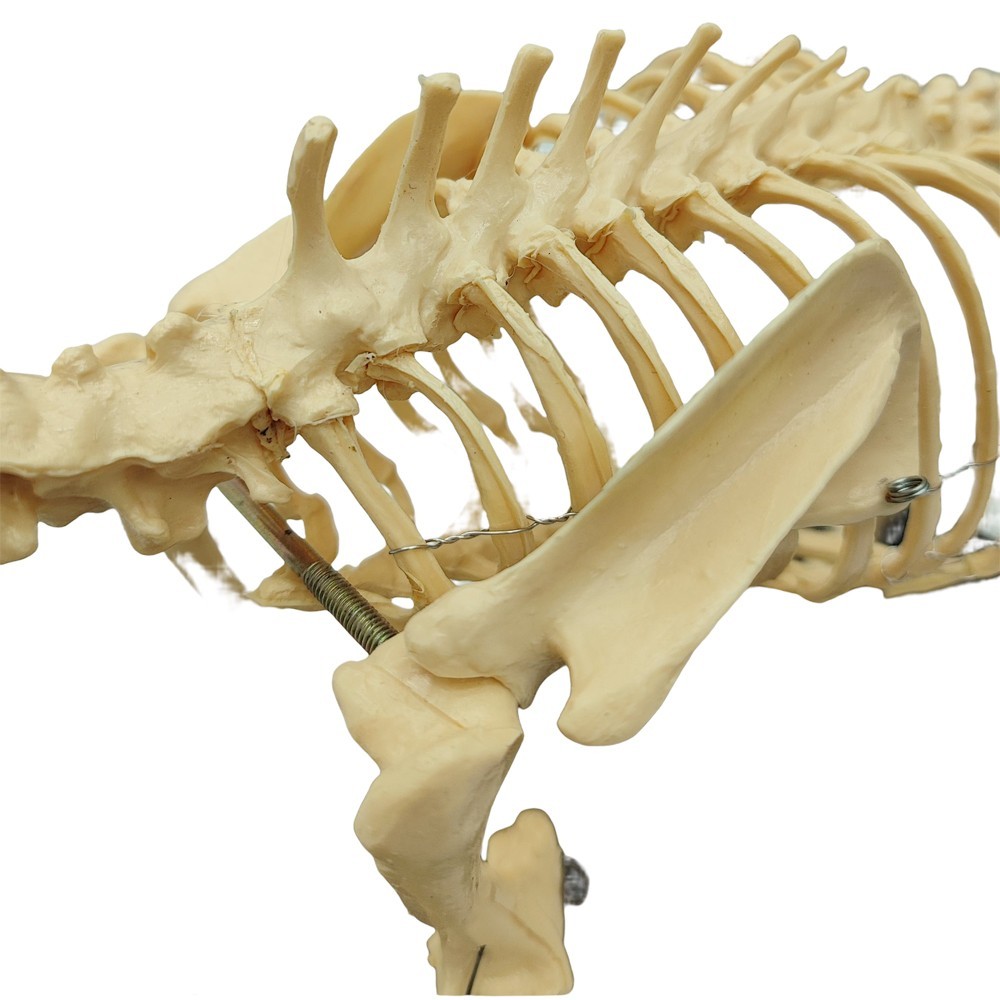 Canine Skeleton Model Standard Size PVC Material Teaching Display Dog Skeleton