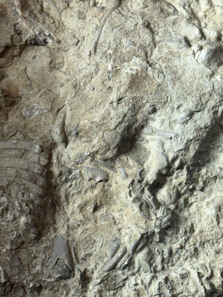 fossil slab, multiple specimens, natural matrix rock, 16 cm plate