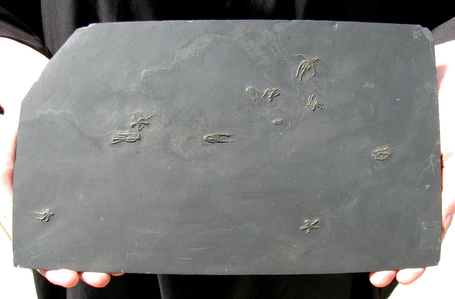 INCREDIBLE PLATE OF TEN 10 FURCASTER BRITTLESTAR FOSSILS - BUNDENBACH, GERMANY!