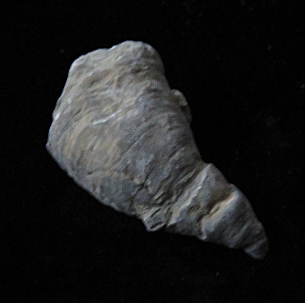 Horn Coral- Grewinkia canadensis- Ordovician- Cincinnati, Ohio