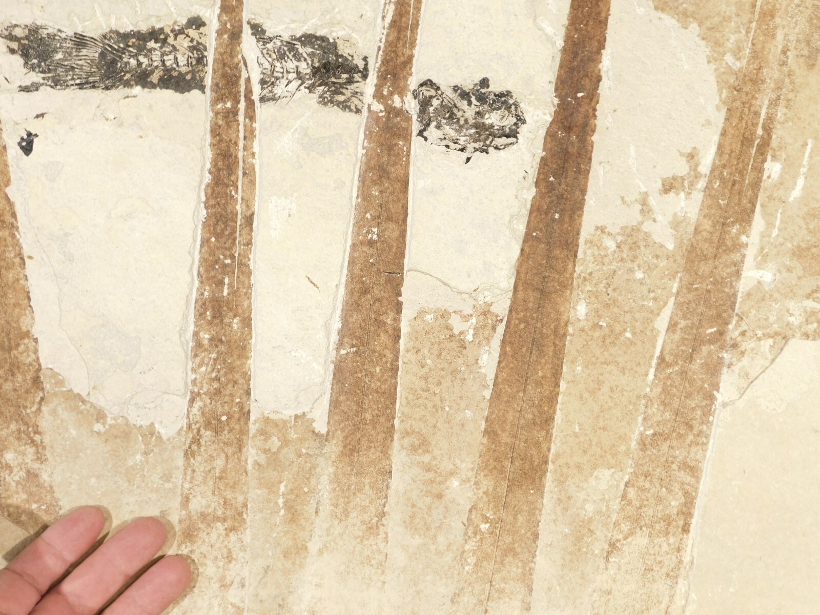 GIANT! PALM Frond Fossil With a BIG Rare Mioplosus FISH Fossil From Wyoming