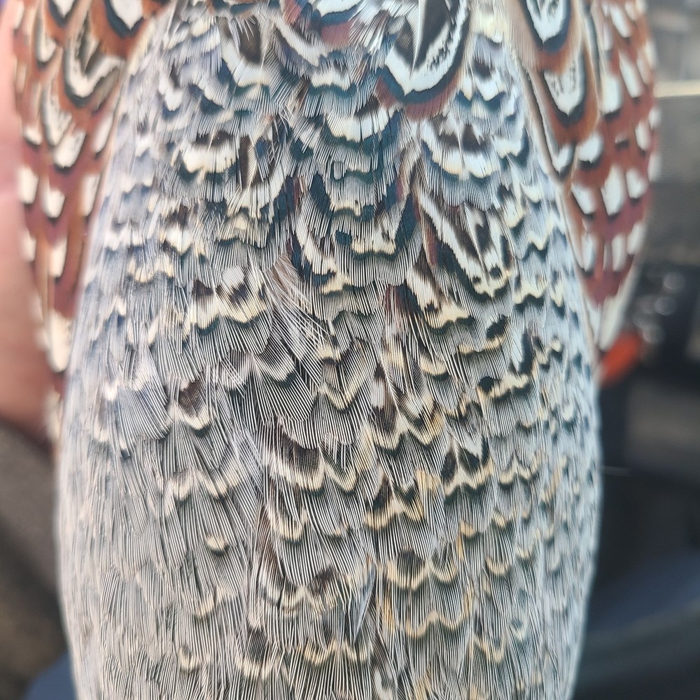 24 Ringneck Pheasant Fertile Hatching Eggs.
