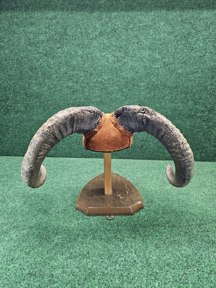 Rams Horn Taxidermy Mount