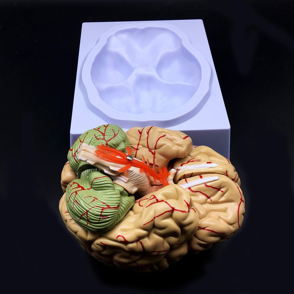Human Brain Model, Anatomically Accurate Brain Model Life Size Human Brain An...