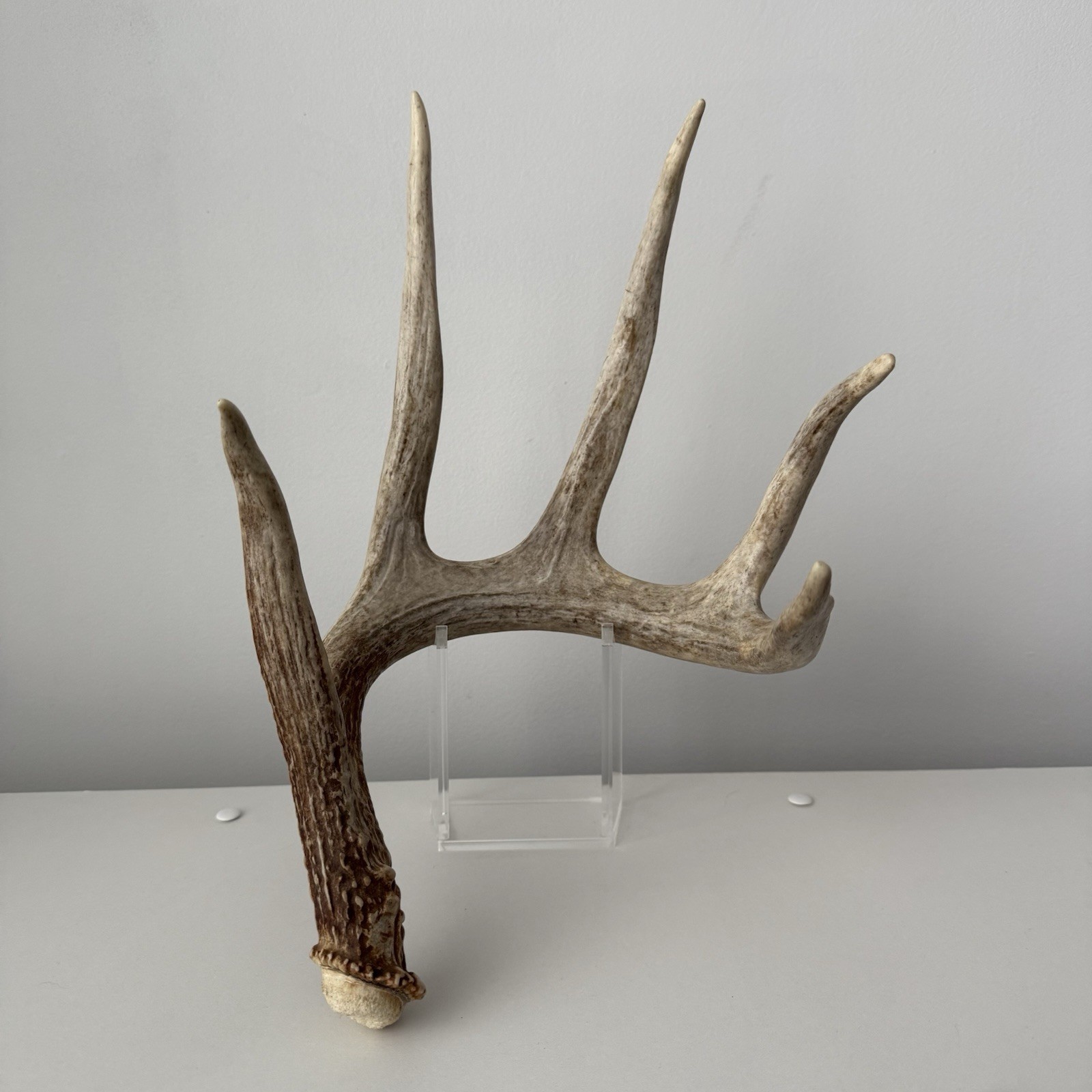 Wild Whitetail Deer Antler Shed Horn Rack Decor 5 Point Man Cave Decor 66"