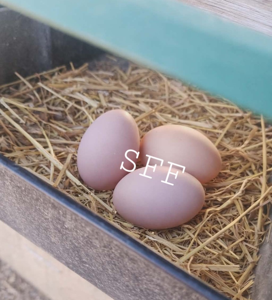 12pk *RARE* BBS Langshan Hatching Eggs