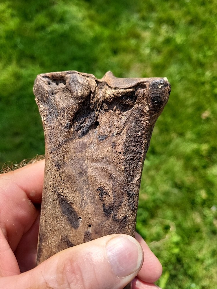 Bison metacarpal Historic bison foot bone