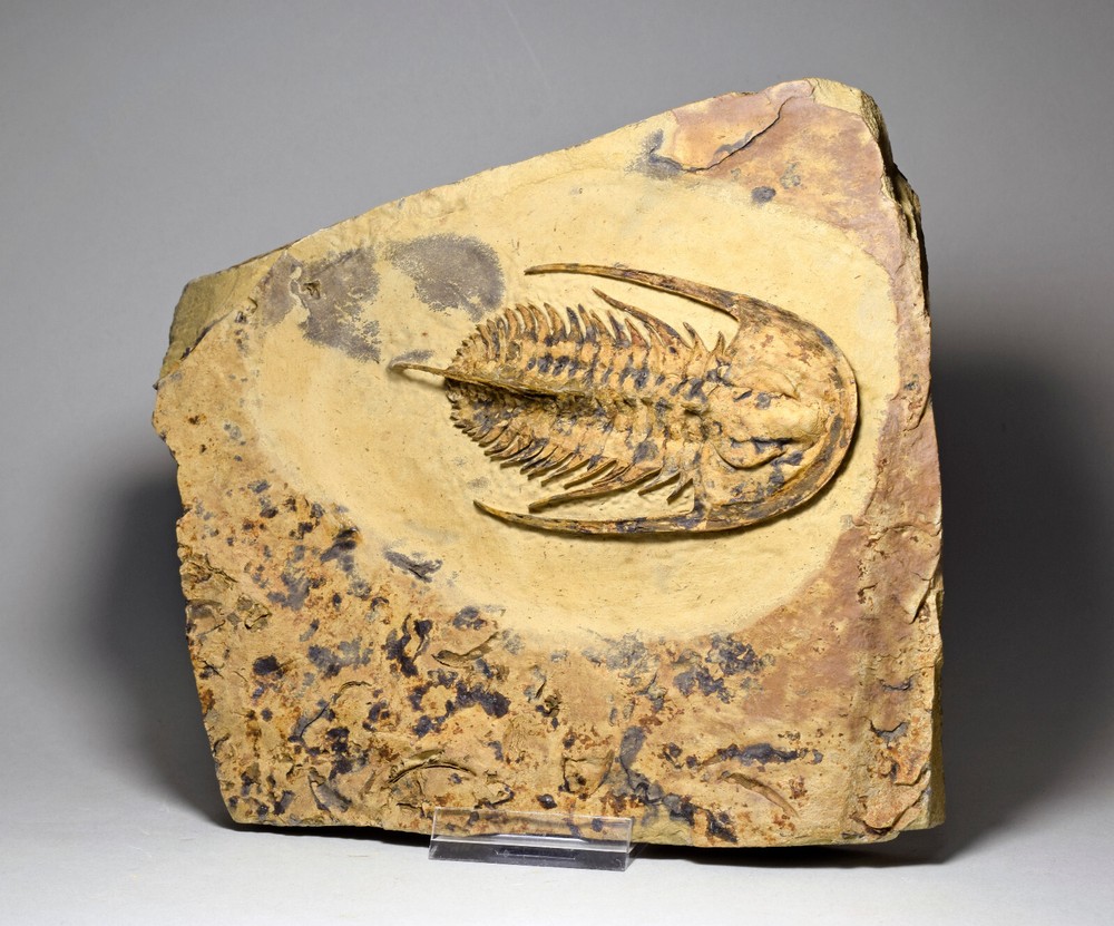 Rare 10.2 cm trilobite Fallotaspis