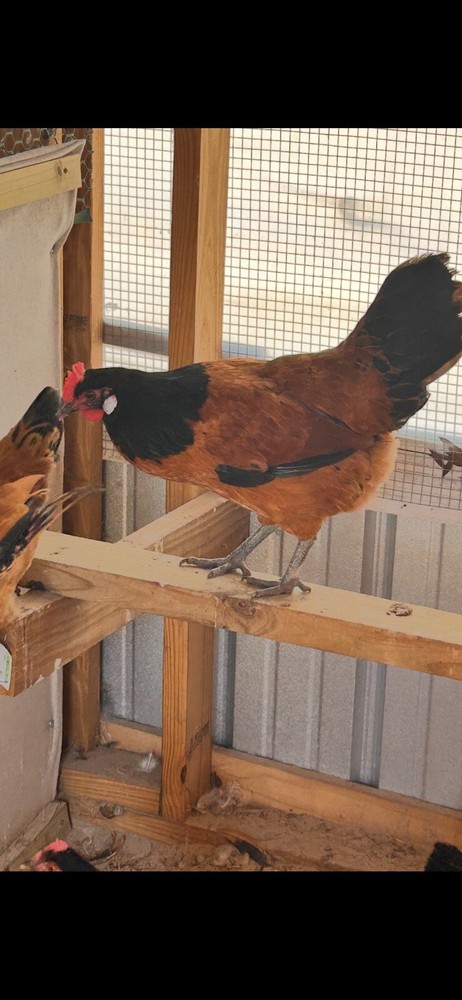 12–RARE VORWERK Fertile EGGS.