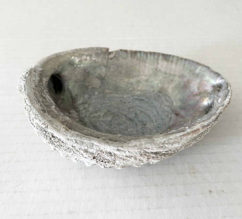 Large Natural Abalone Shell