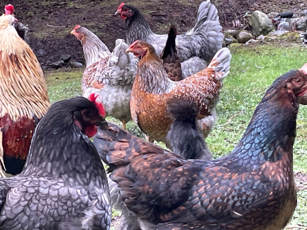 12+ Fertile Chicken Hatching Eggs Rainbow Mix Black Copper Maran Easter Egger
