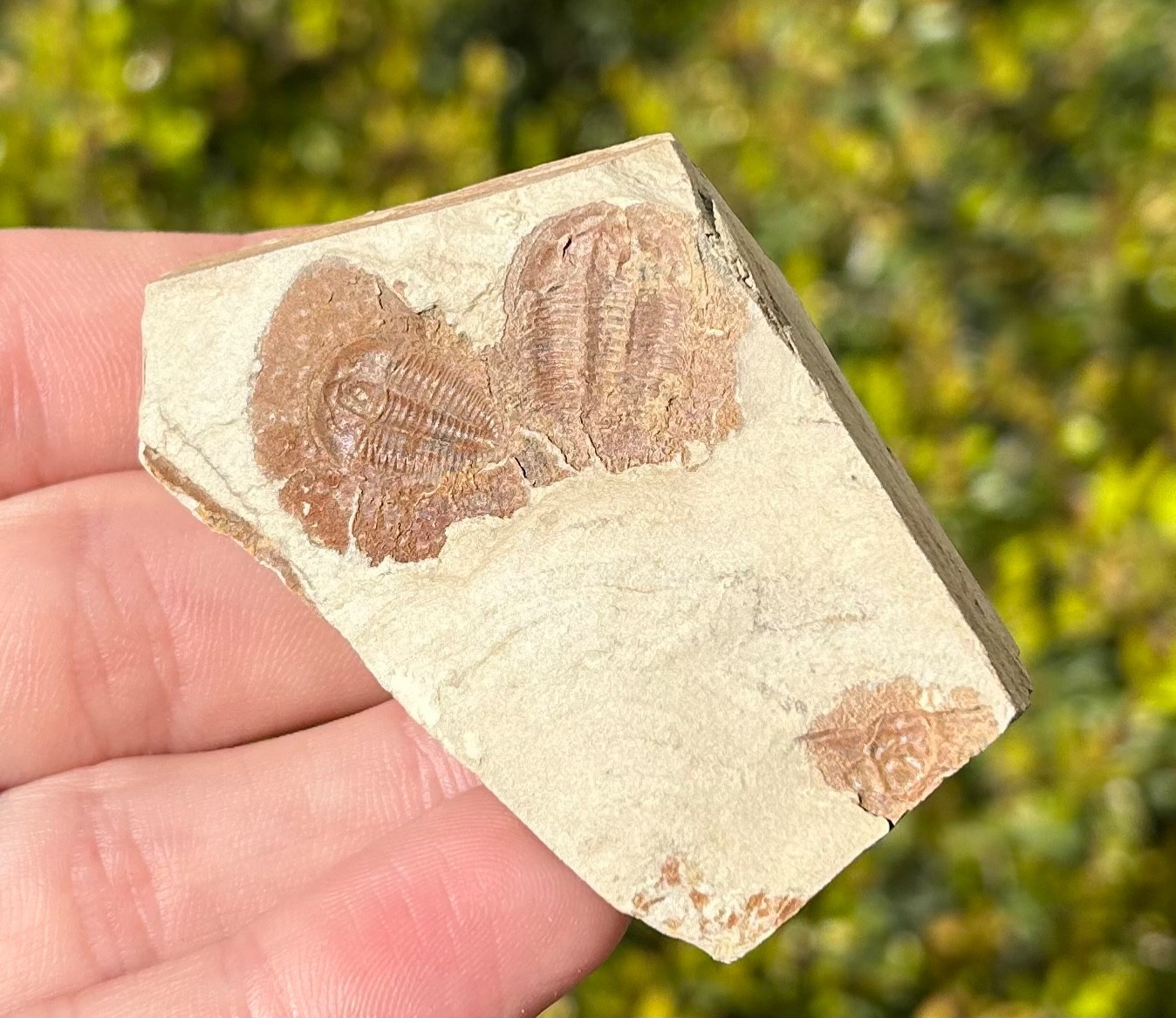 Georgia Fossil Trilobites Aphelaspis brachyphasis Conasauga Formation Cambrian