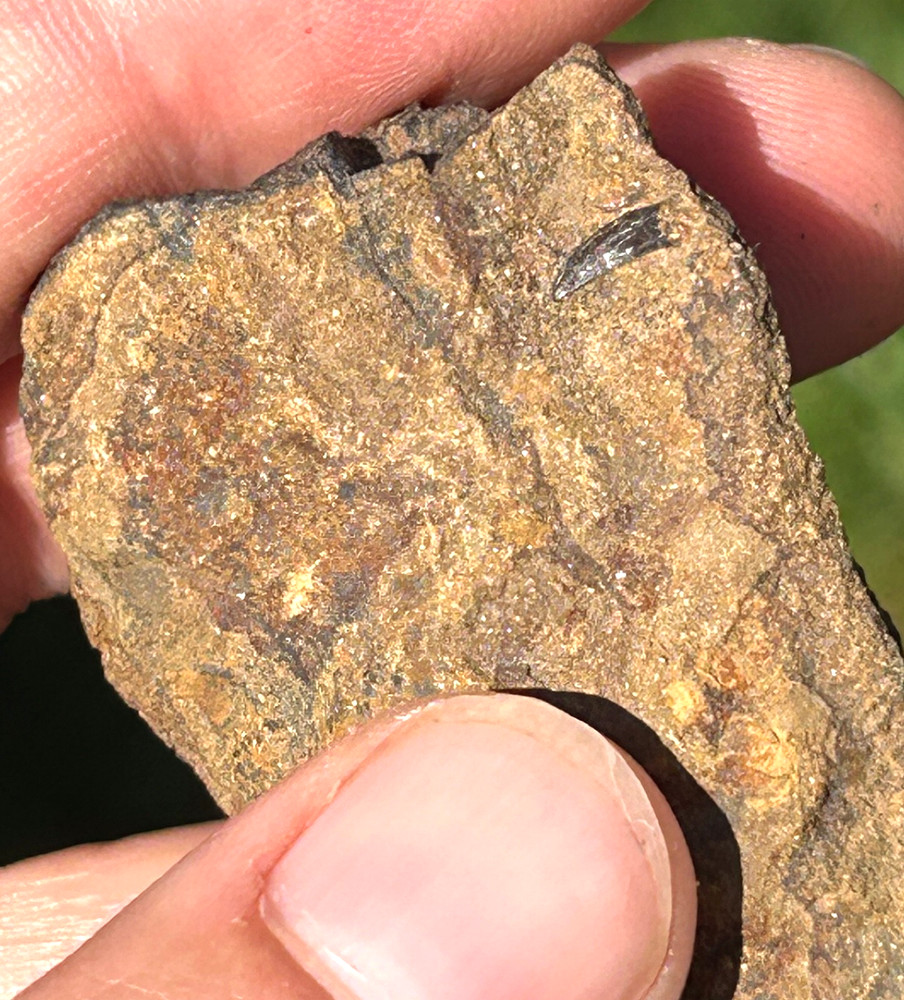 Rare Hell Creek Dinosaur bone with Paronychodon Raptor Tooth