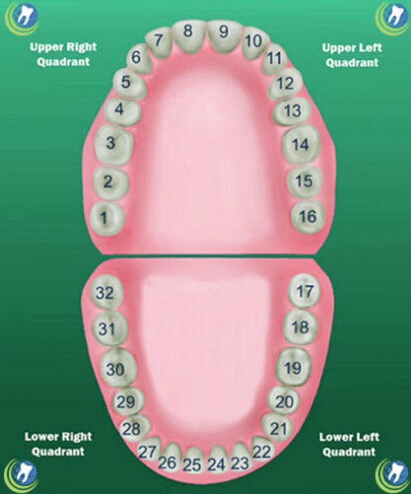 Tooth #4,13,20 or 29 Second Premolar Bicuspids Large Polycarbonate Crown Refill