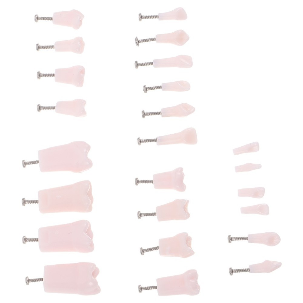 24pcs Typodont Teeth Model Dental Replacement Tooth Artificial Teeth