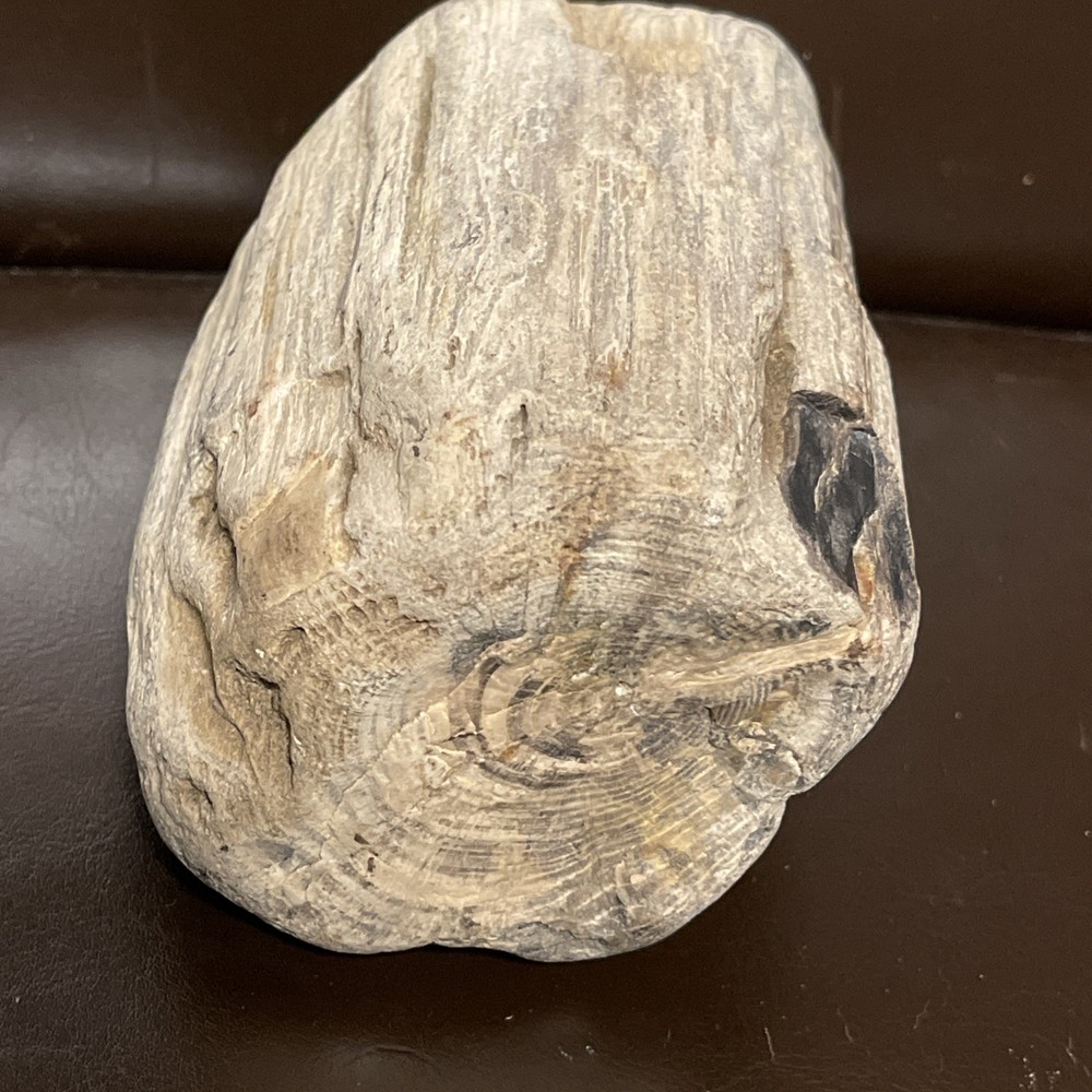 Petrified Wood 2lbs Beautiful