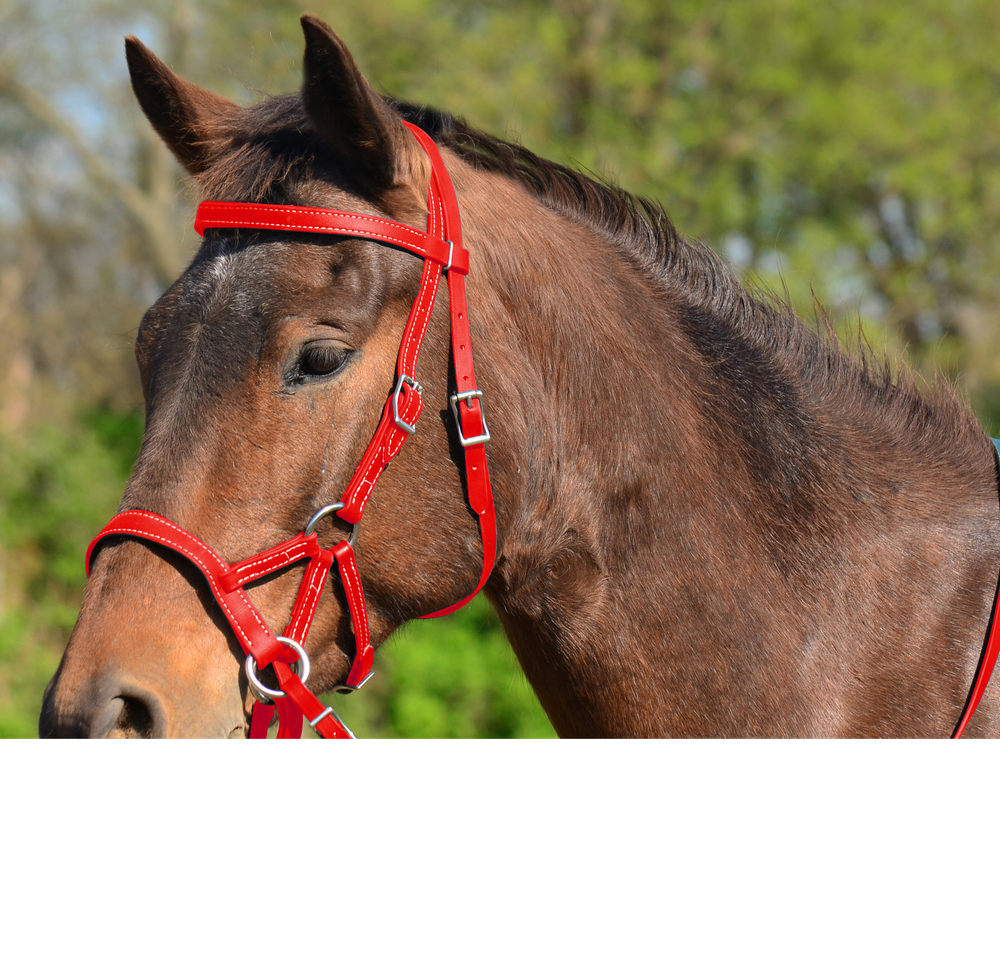 DRAFT HORSE SIZE Any Color SIDEPULL Bitless BRIDLE & REINS made w Beta Biothane