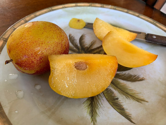 Pluot x Pluerry scions triple pack