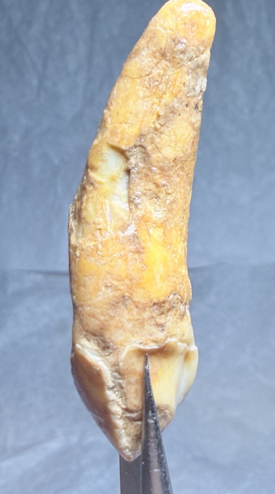 Ursus Spelaeus Fantastic 2” Romanian Cave Bear Canine Tooth Fossil, Talisman✨🔥