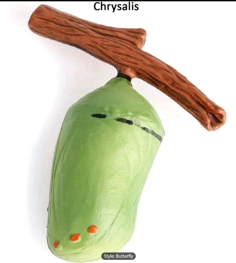 Butterfly Life Cycle Model Kit Educational Teaching Tools Learning Aids 4 Pcs