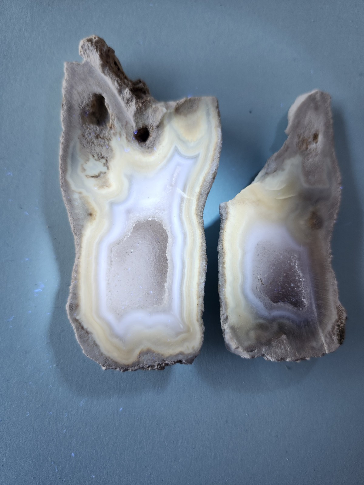 Florida Agatized Coral Fossil Pair, Part polished Chalcedony Druzy Fluorescent!