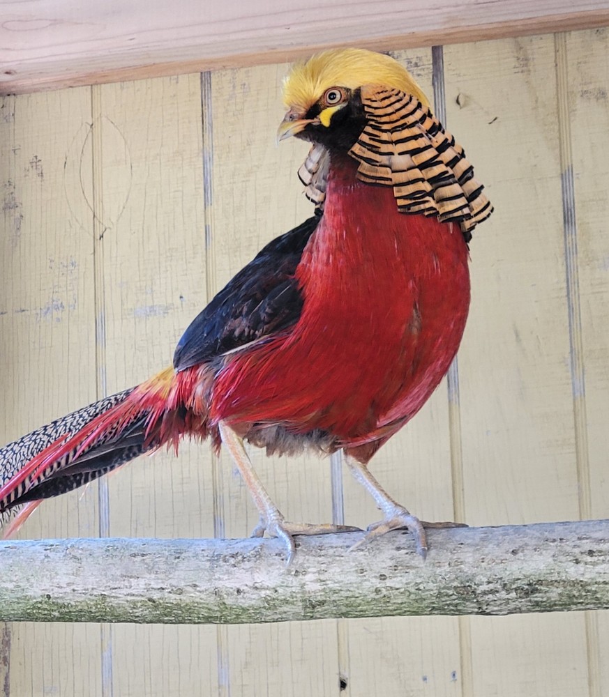 6 READY NOW Golden Pheasant Hatching Eggs