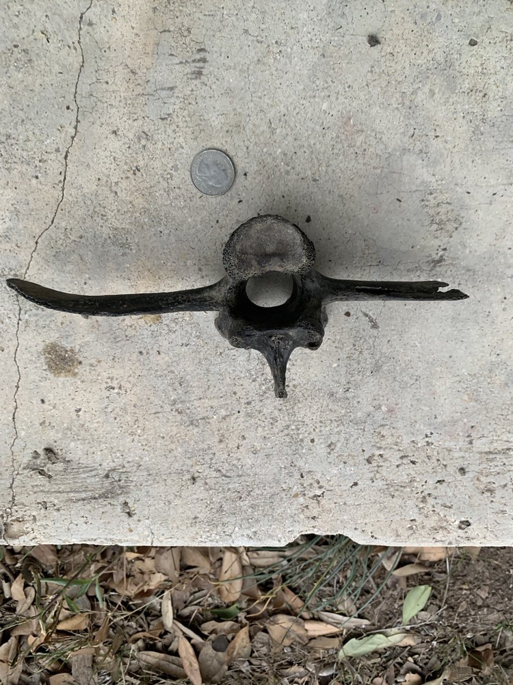Fossilized Bison Bone